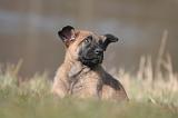 MALINOIS 1028